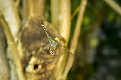 Close-up of butterfly on leaf