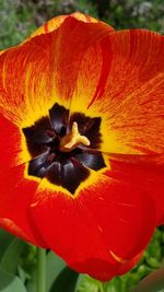 Close-up of orange flower blooming outdoors