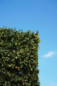 Low angle view of trees against blue sky