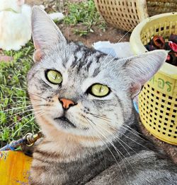 Close-up portrait of cat