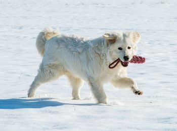 Dog running on snow covered beach