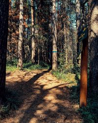 Trees in forest