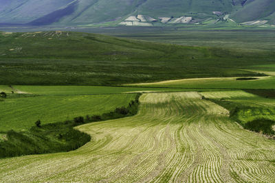 High angle view of agricultural field