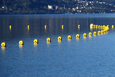 Yellow birds on lake