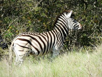 View of zebras on field