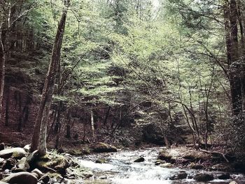 Scenic view of forest against sky