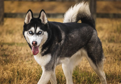 Outdoor portrait of alaskan malamute