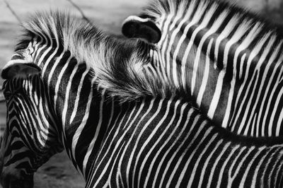 Close-up of zebra