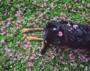 Close-up of black dog against plants