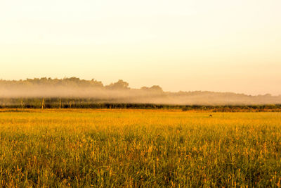 Scenic view of field against sky during sunset