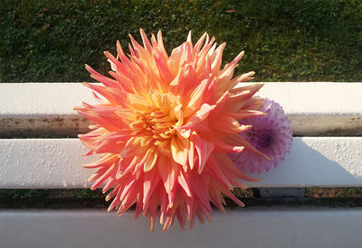 Close-up of pink flower