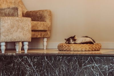 Cat relaxing on table at home