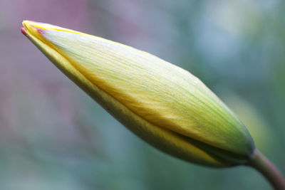 Close-up of flower bud