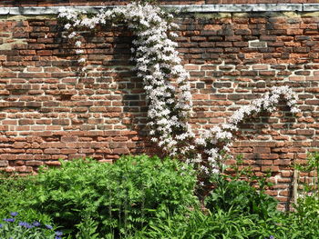 Plants growing against brick wall of building