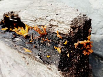 Close-up of firewood on tree trunk