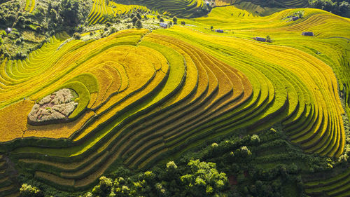 High angle view of agricultural field