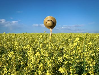 Hand holding a straw hat coming out of a canola flowers field