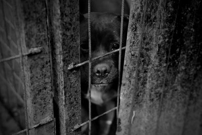 Portrait of dog seen through metal fence