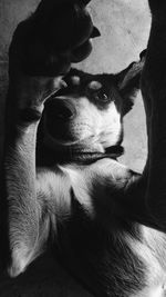 Close-up portrait of dog relaxing on bed