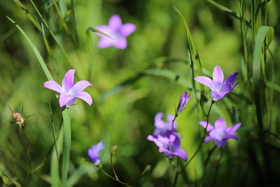 Close-up of purple campanula blooming outdoors