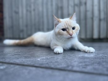 cat