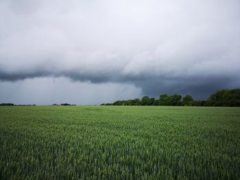 Scenic view of agricultural field against sky