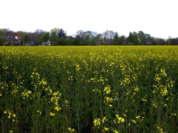 Scenic view of oilseed rape field against clear sky