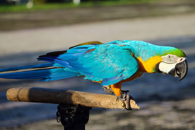 Close-up of blue parrot perching