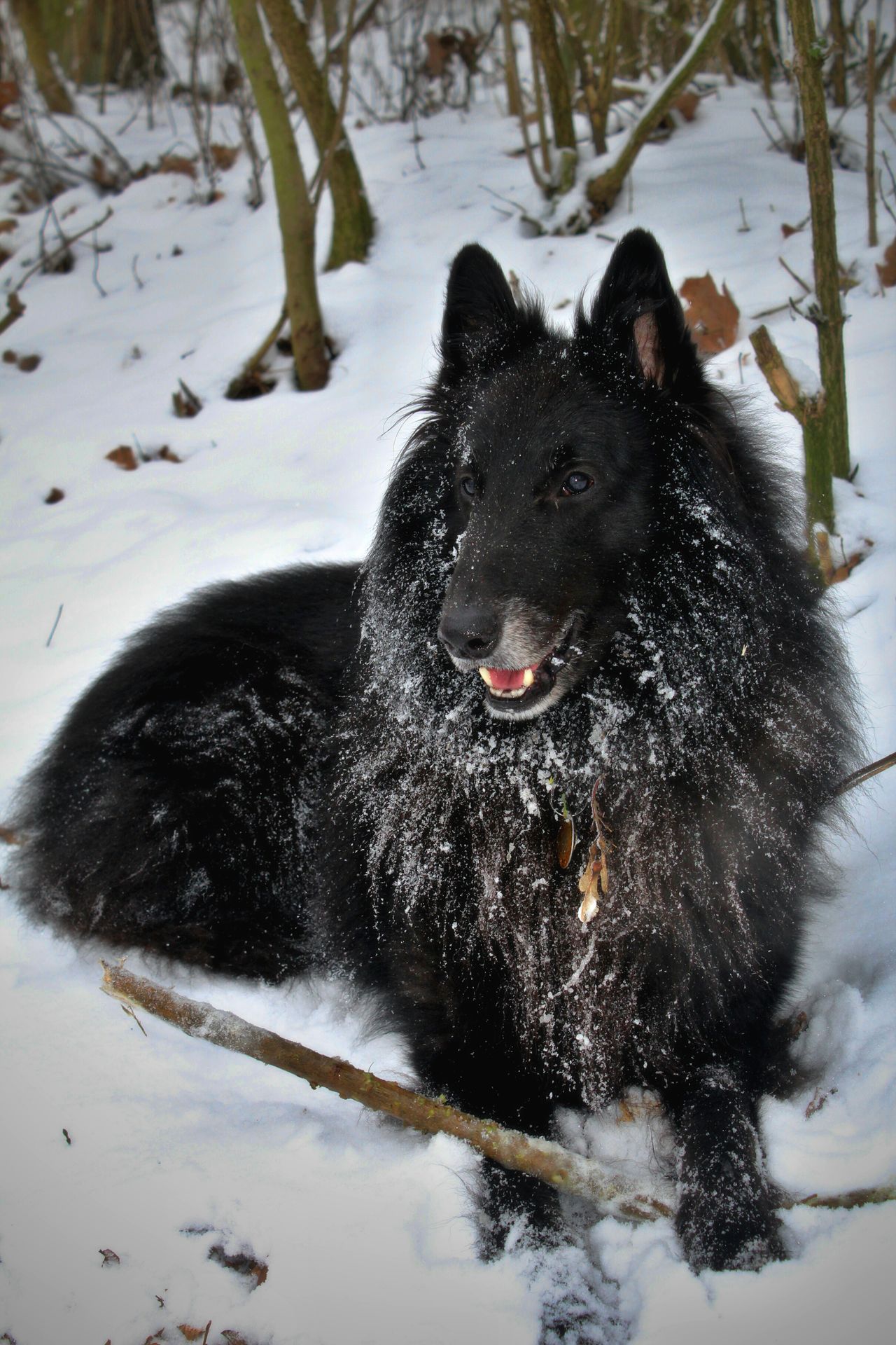 Belgian groenendael