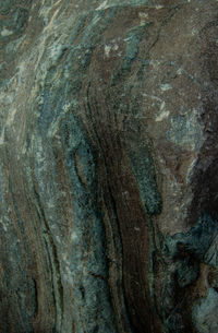 Full frame shot of tree trunk