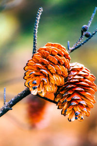 Close-up of plant