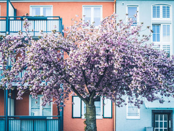 Cherry blossom tree by building in city