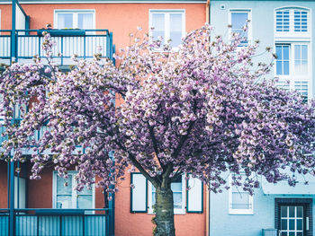 Cherry blossom tree by building in city