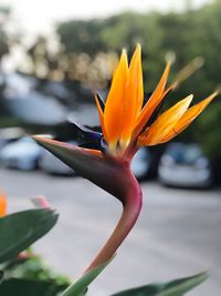 Close-up of orange flower against blurred background