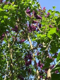 Low angle view of flower tree