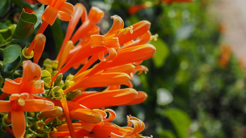 Close-up of orange flowering plant