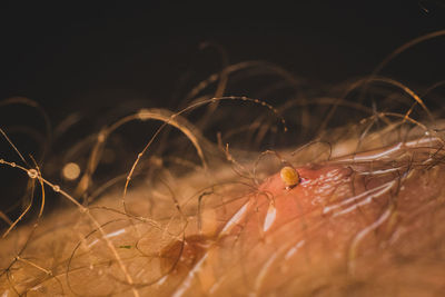 Close-up of insect on flower