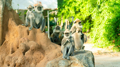 Gray langurs or hanuman langurs, the most widespread langurs. sri lanka.