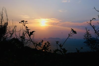 Silhouette plants against sky during sunset