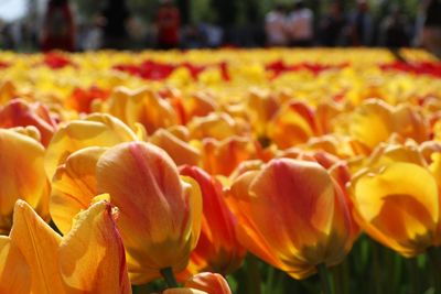 Close-up of yellow tulips on field