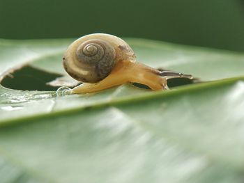 Close-up of snail on leaf