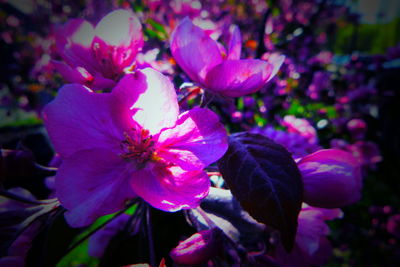 Close-up of pink flowering plant