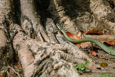 Chrysopelea ornata snake in the park.