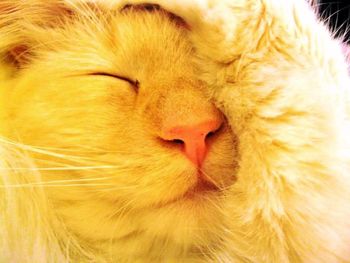 Close-up of cat sleeping