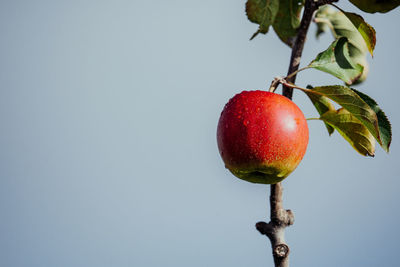 Close-up of apple growing on tree against clear sky