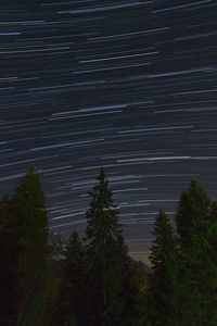 Low angle view of trees against sky at night