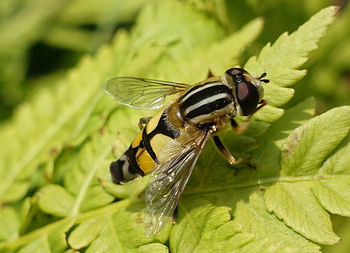 Close-up of insect on plant