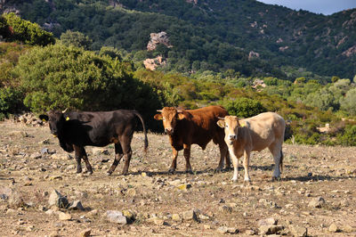 Cows standing in a field