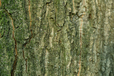 Full frame shot of tree trunk