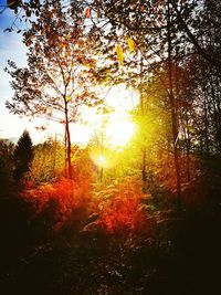 Trees in forest during sunset